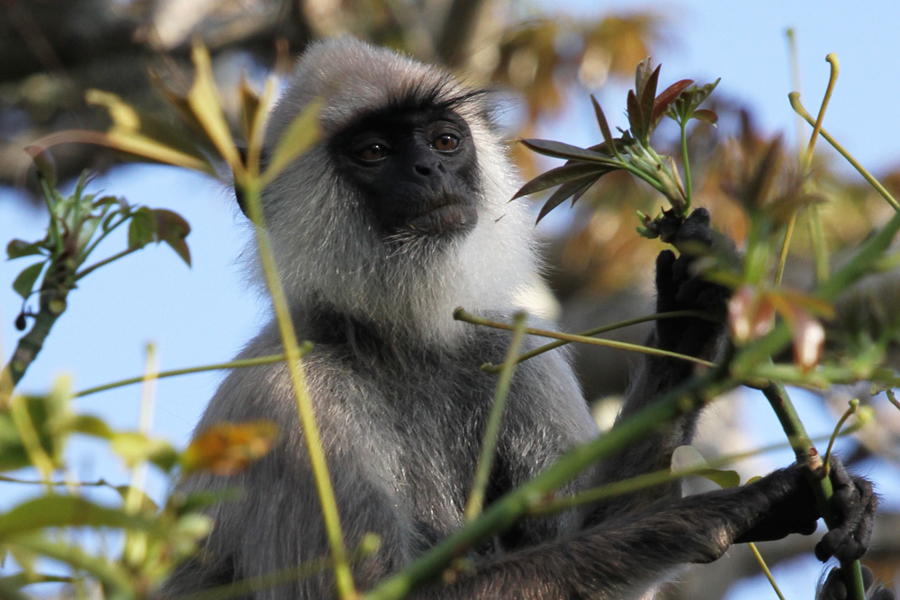Hanuman-Languren, Hanuman langurs (Semnopithecus) / Kalamentiya