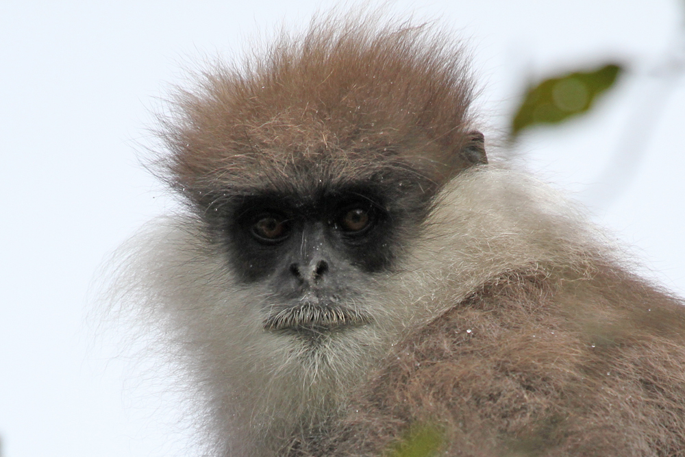 Weissbartlangur, Montane purple-faced langur or Bear Monkey (Trachypithecus vetulus monticola) / Horton Plains