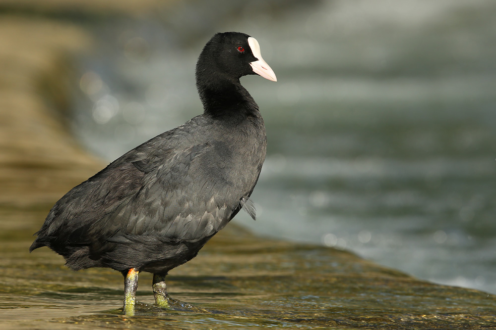 Blässhuhn (Fulica atra) 