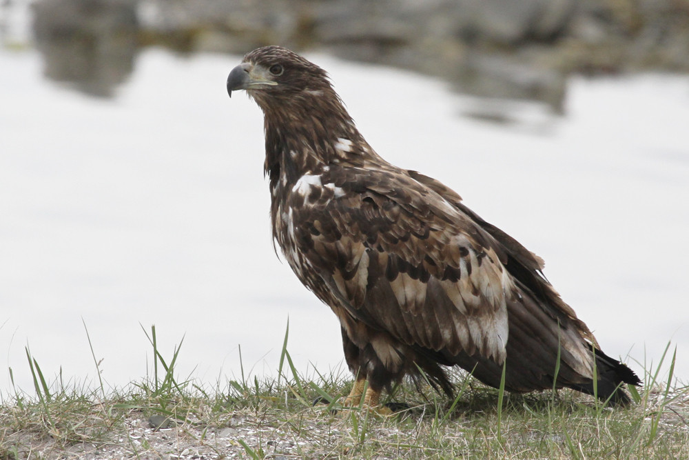 Seeadler, White-tailed Eagle (Haliaeetus albicilla)