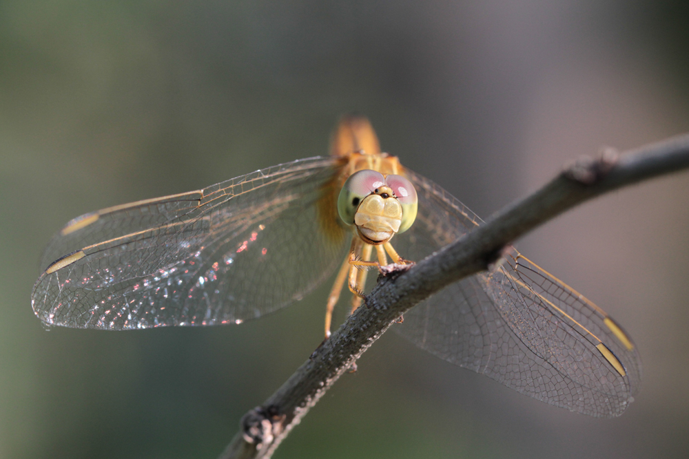 Oriental Scarlet (Crocothemis servilia) / Kalametiya - Foto von Livia Haag