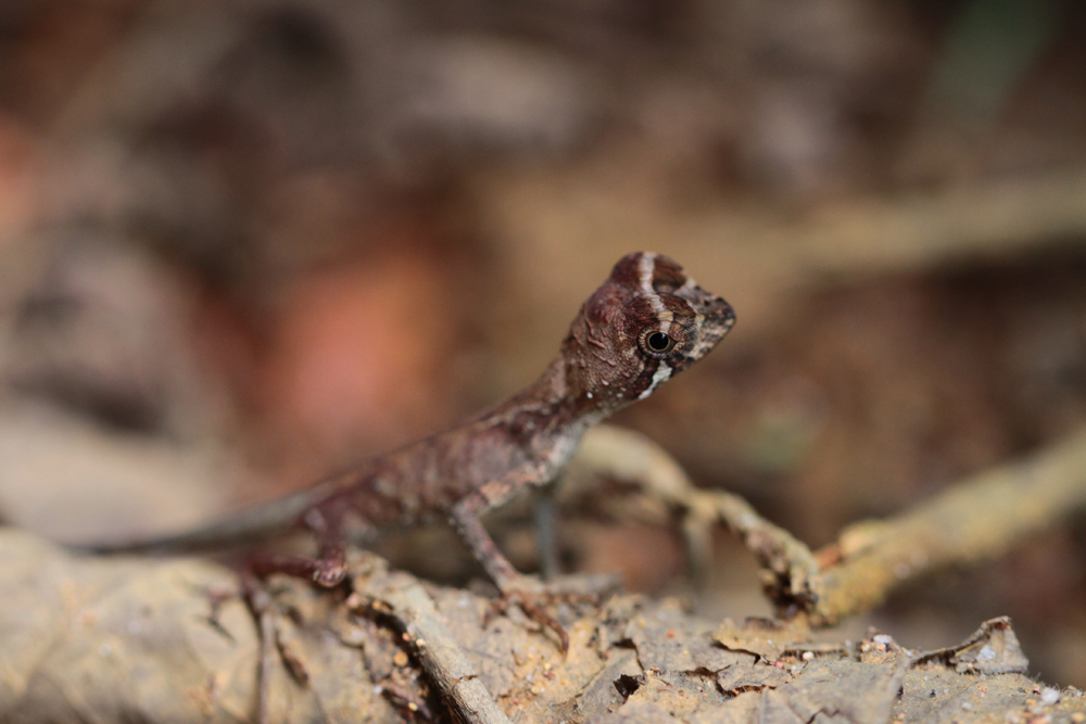 Wiegmanns Agame, Sri Lanka Kangaroo Lizard (Otocryptis wiegmanni) / Sinharaja - Foto von Livia Haag