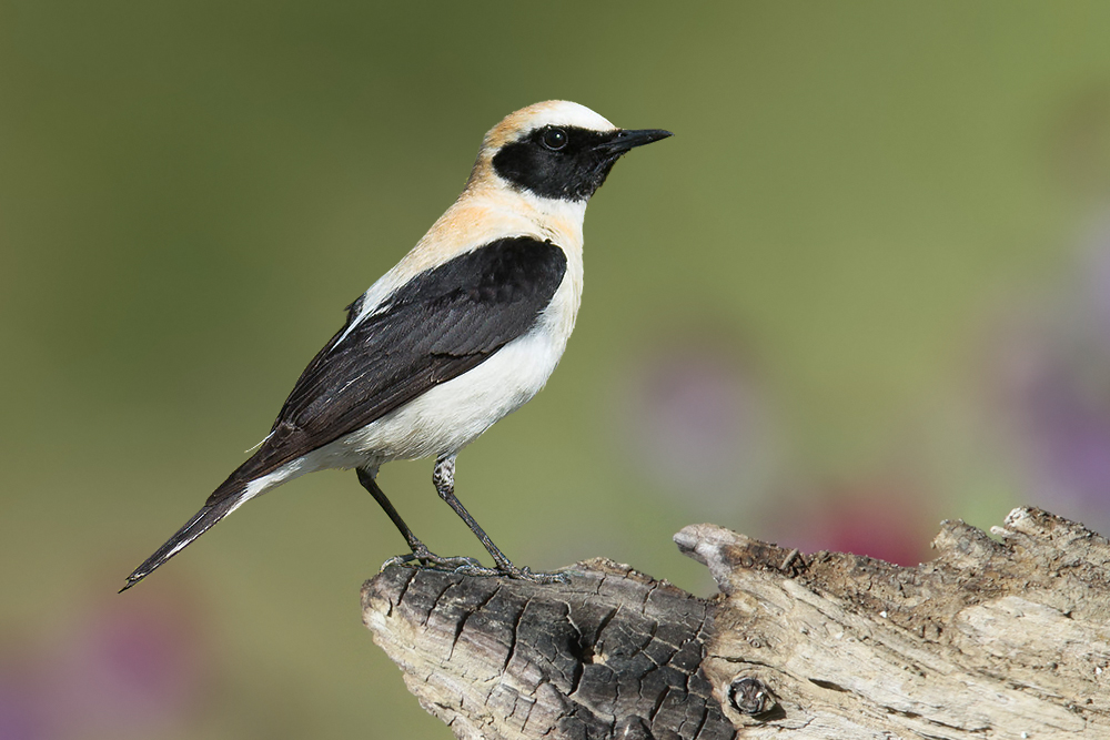 Maurensteinschmätzer (Oenanthe hispanica)