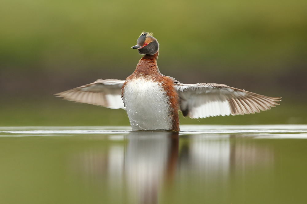 Ohrentaucher (Podiceps auritus)
