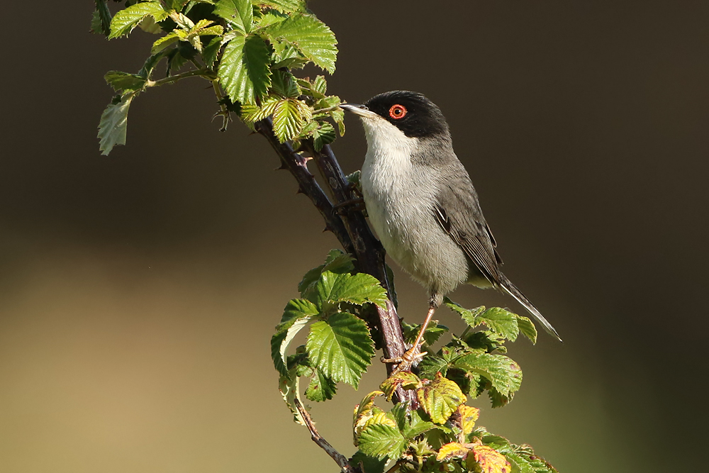 Samtkopf-Grasmücke (Curruca melanocephala)