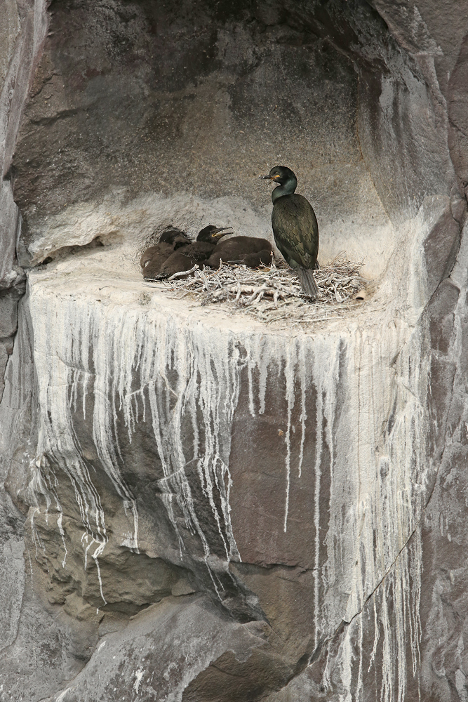 Krähenscharbe (Gulosus aristotelis)