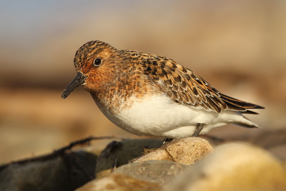 Sanderling, Sanderling (Calidris alba)