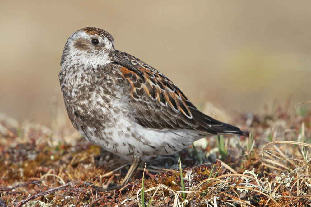 Beringstrandläufer, Rock Sandpiper (Calidris ptilocnemis ssp. tschuktschorum)