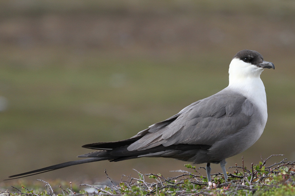 Falkenraubmöwe, Long-tailed Skua (Stercorarius longicaudus)