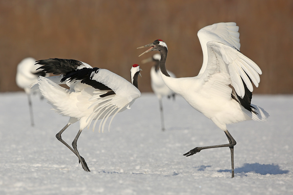 Mandschurenkranich (Grus japonensis)