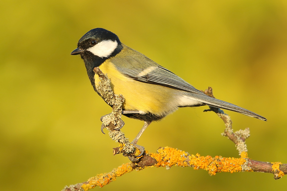 Kohlmeise (Parus major)