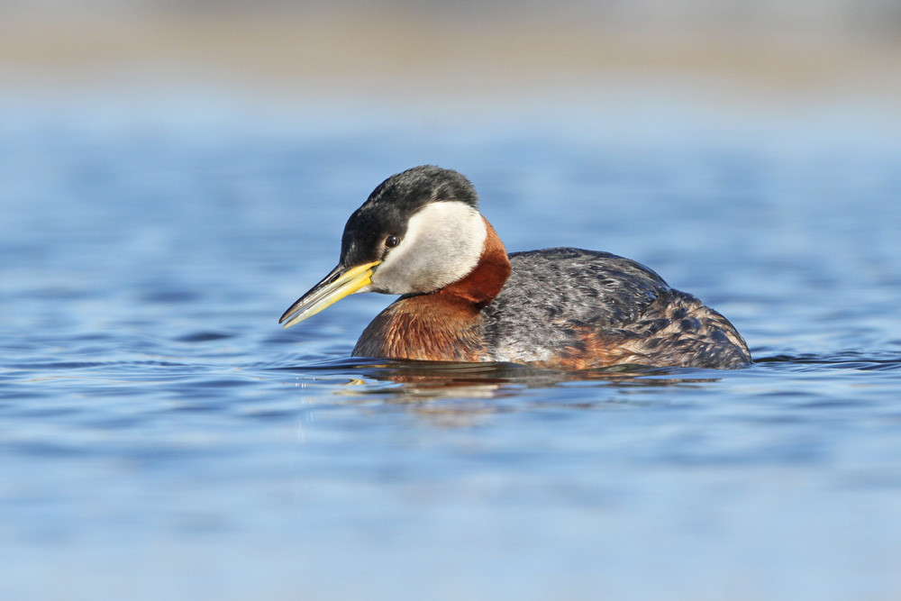 Rothalstaucher, Red-necked Grebe (Podiceps grisegena ssp. holboelii)