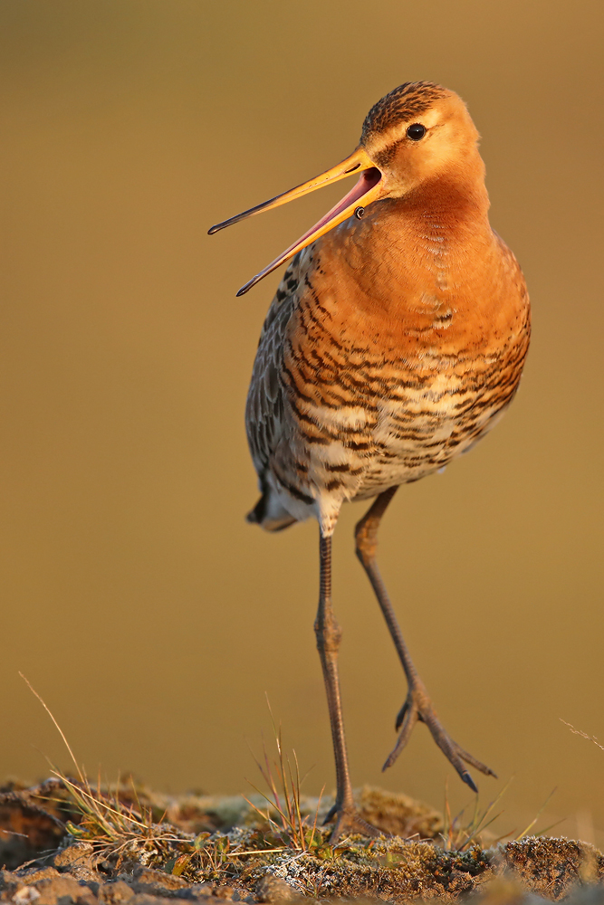 Isländische Uferschnepfe (Limosa limosa islandica)