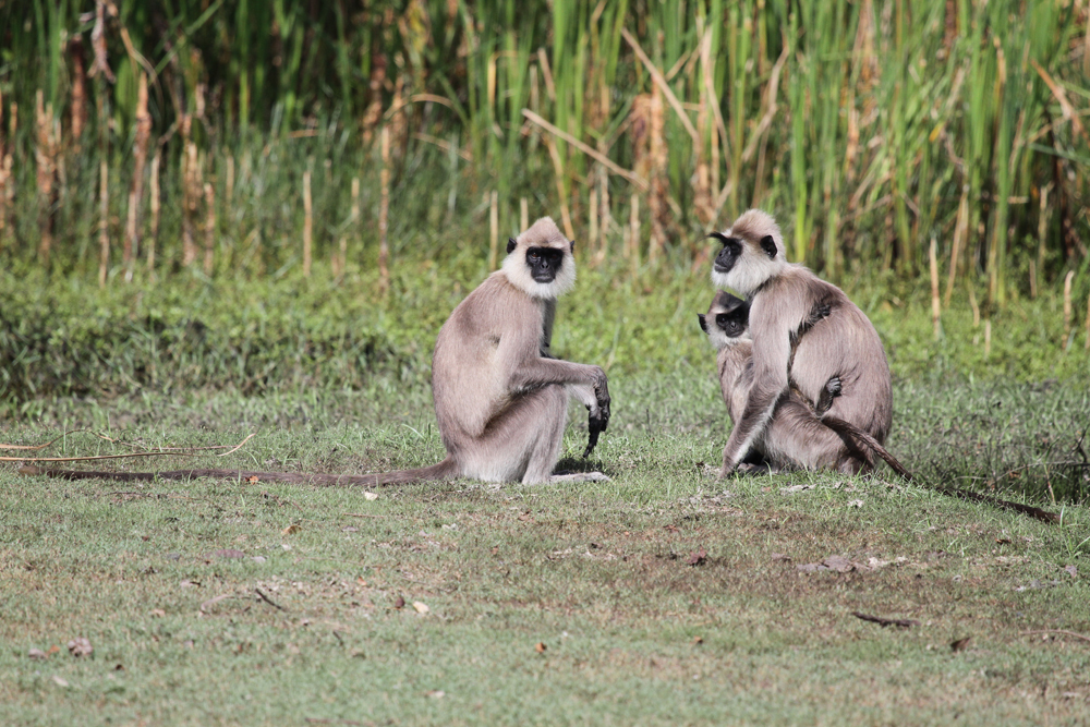 Hanuman-Languren, Hanuman langurs (Semnopithecus) / Kalamentiya