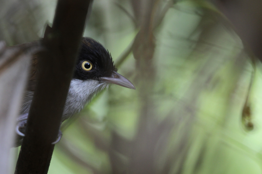 Kapuzentimalie, Dark-fronted Babbler (Rhopocichla atriceps) / Sinharaja