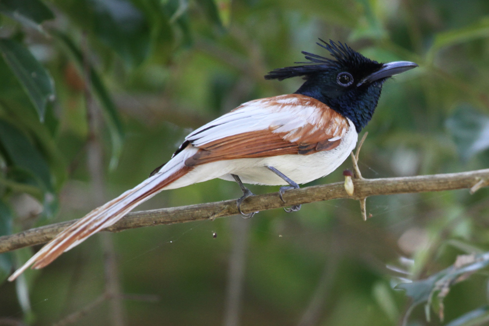 Hainparadiesvogel, Asian Paradise Flycatcher (Terpsiphone paradisi) / Anawilundawa