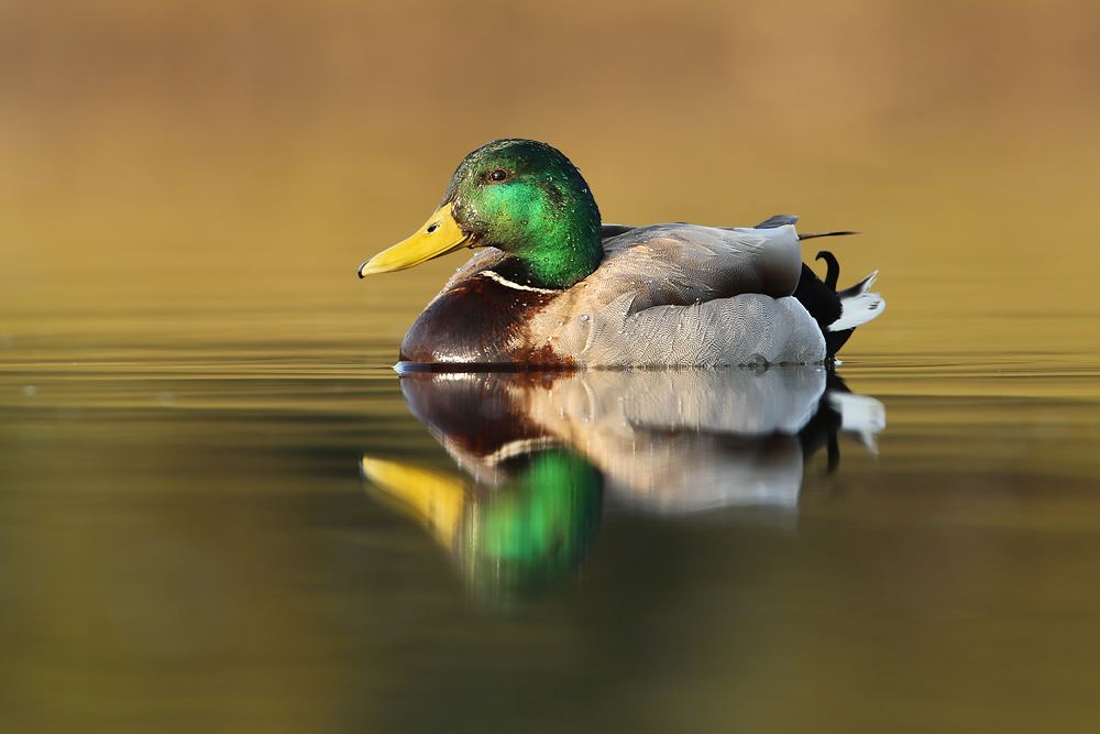 Stockente (Anas platyrhynchos) 