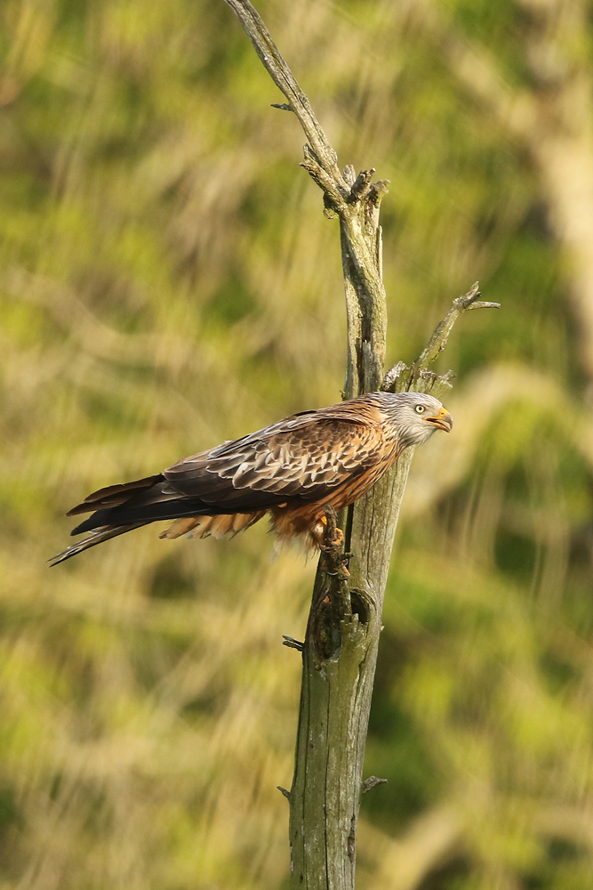 Rotmilan (Milvus milvus)