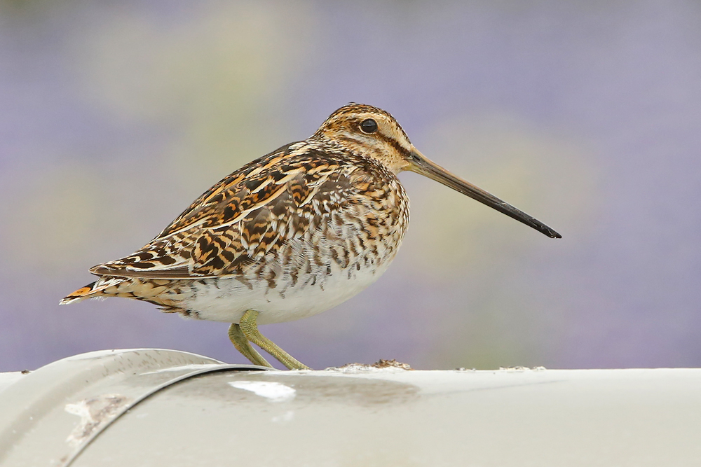 Bekassine (Gallinago gallinago)