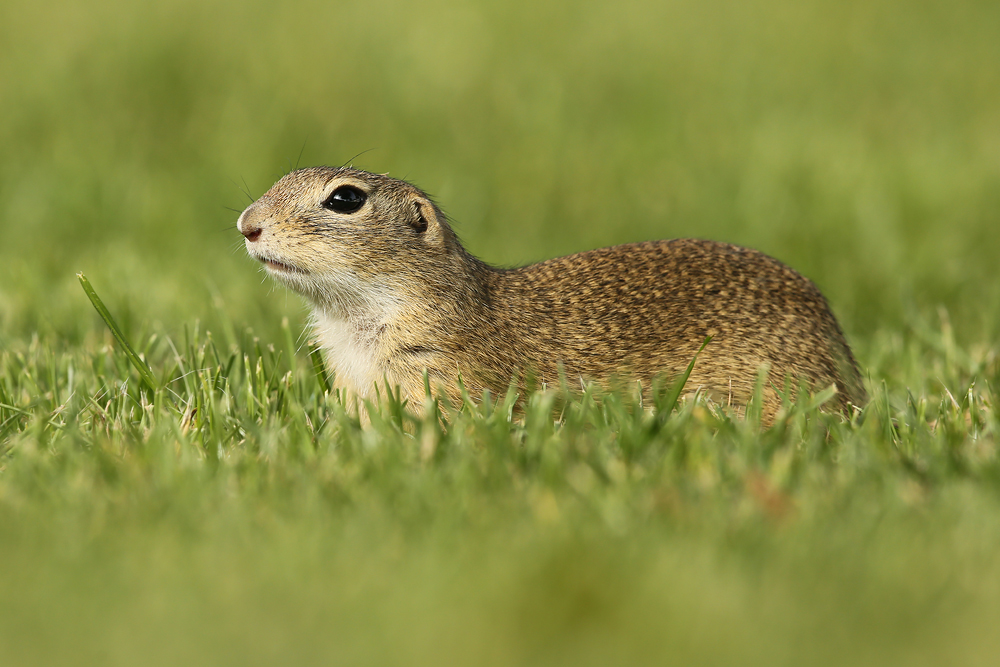 Europäische Ziesel (Spermophilus citellus)