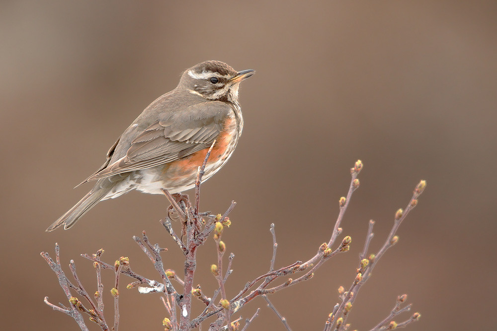 Rotdrossel, Redwing (Turdus iliacus)