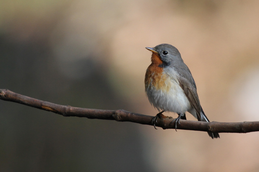 Kaschmir-Fliegenschnäpper, Kashmir Flycatcher (Ficedula subrubra) / Nuwara Eliya