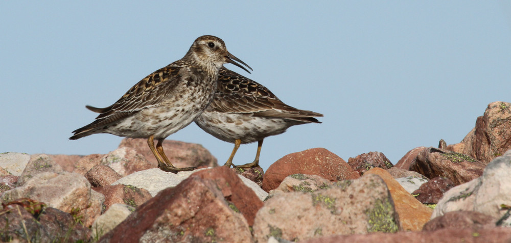 Meerstrandläufer, Purple Sandpiper (Calidris maritima)
