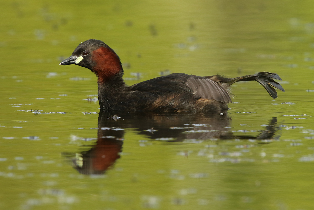 Zwergtaucher (Tachybaptus ruficollis)
