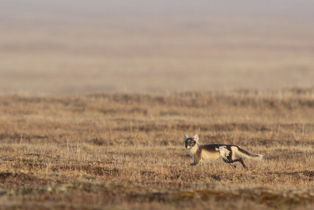 Polar Fuchs, Arctic Fox (Vulpes lagopus)