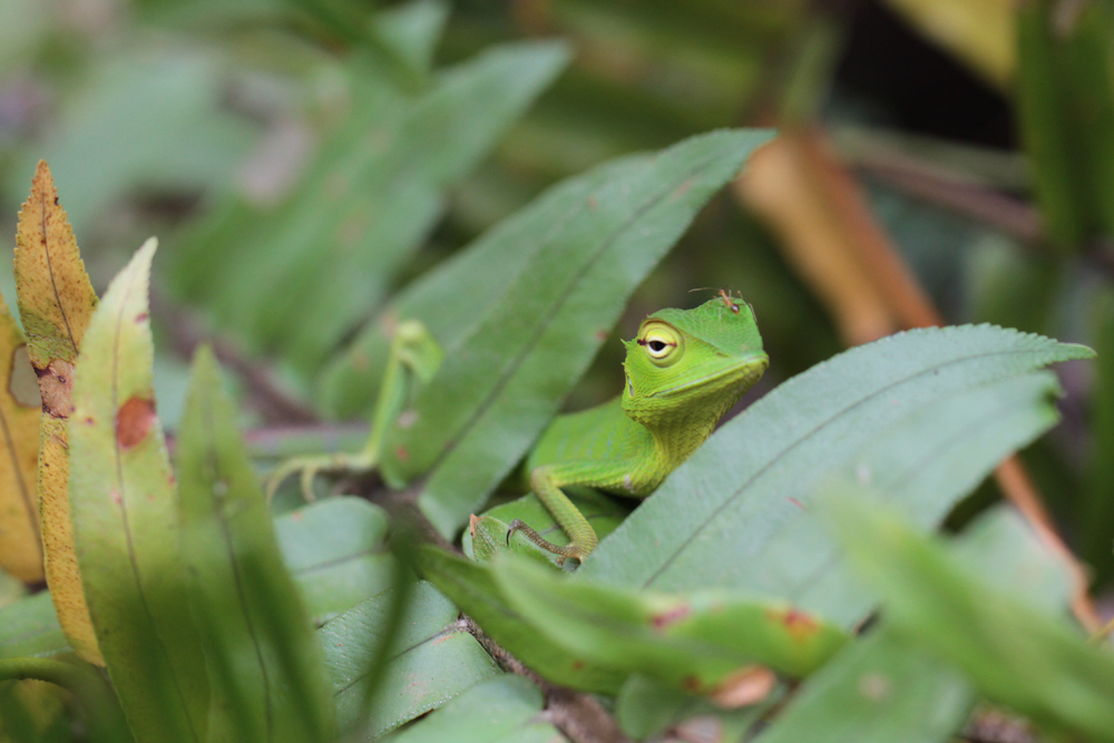 Sägerückenagame, Green Garden Lizard, Calotes calotes) / Sinharaja - Foto von Livia Haag