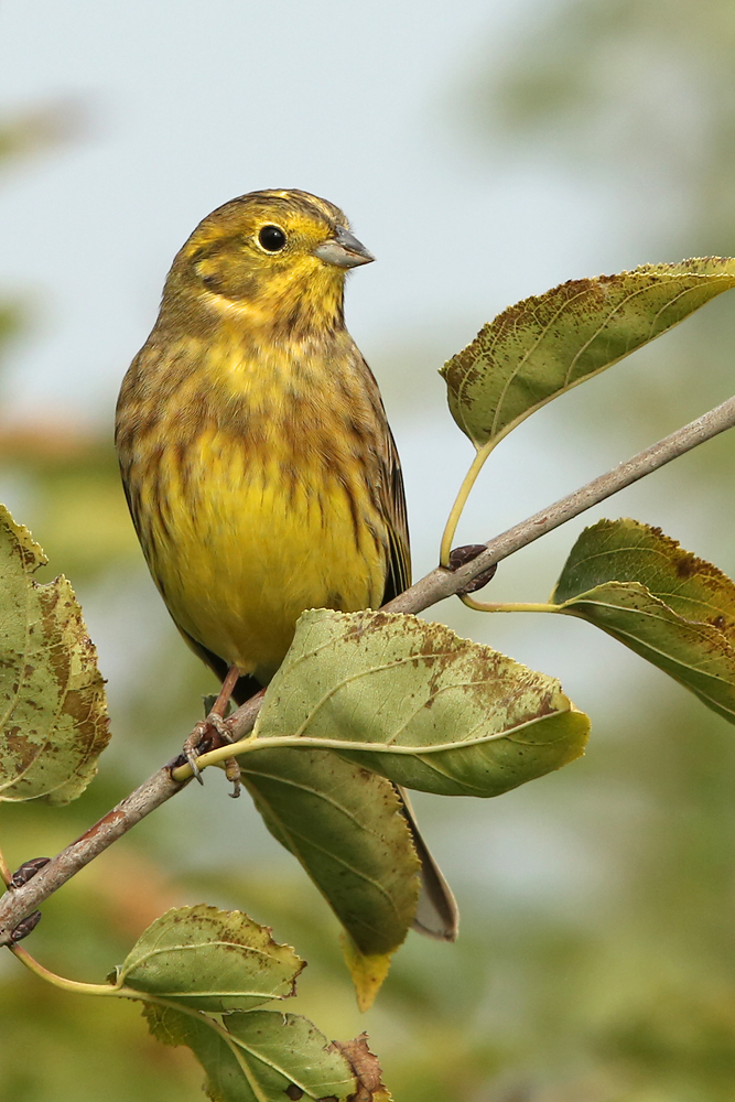 Goldammer (Emberiza citrinella)