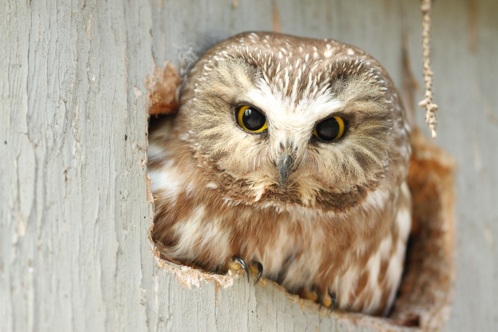 Sägekauz, Northern Saw-whet Owl (Aegolius acadicus)