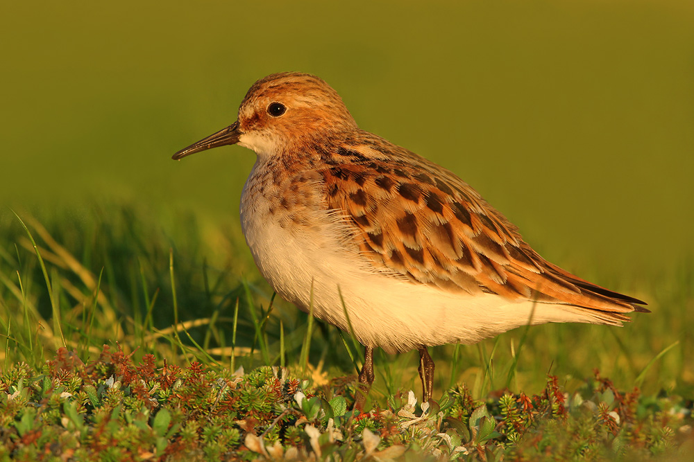 Zwergstrandläufer, Little Stint (Calidris minuta)