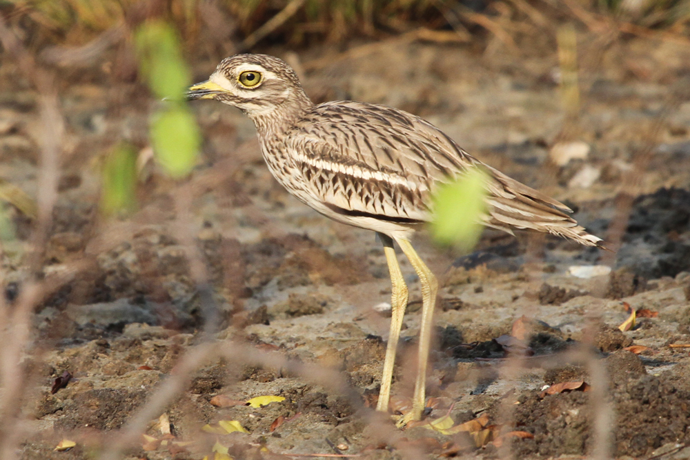 Triel, Eurasian Stone-curlew (Burhinus oedicnemus) / Negombo