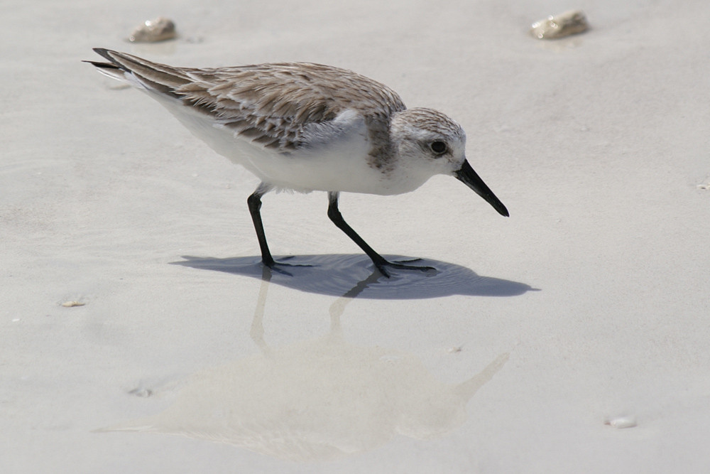 Sanderling, Sanderling (Calidris alba) / Praslin