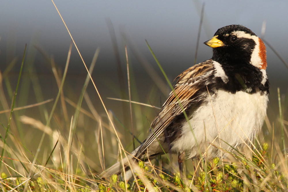 Spornammer, Lapland Longspur (Calcarius lapponicus)