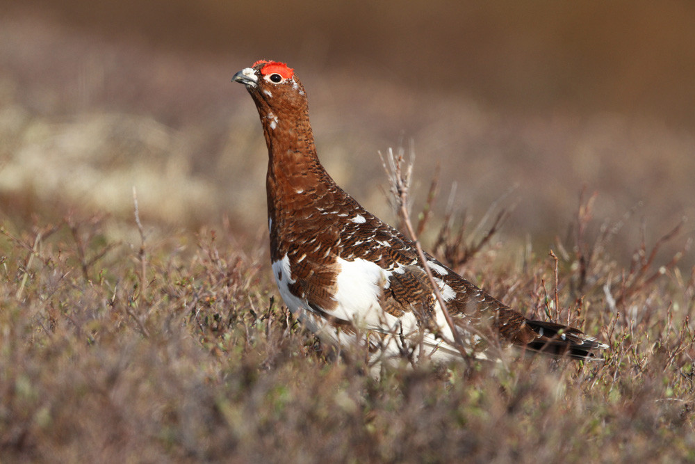 Moorschneehuhn, Willow Ptarmigan (Lagopus lagopus)