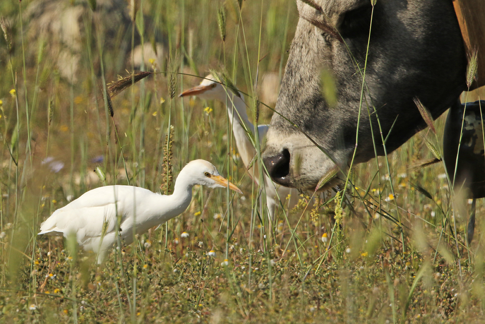 Kuhreiher (Bubulcus ibis)