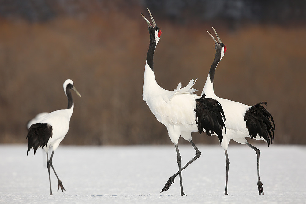 Mandschurenkranich (Grus japonensis)