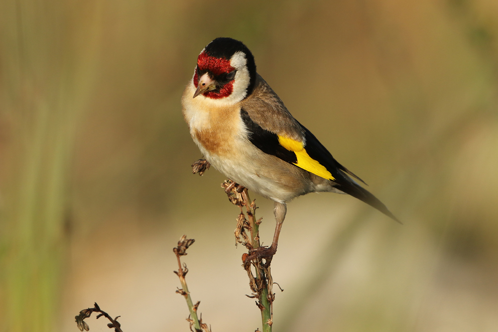 Distelfink, Stieglitz (Carduelis carduelis)