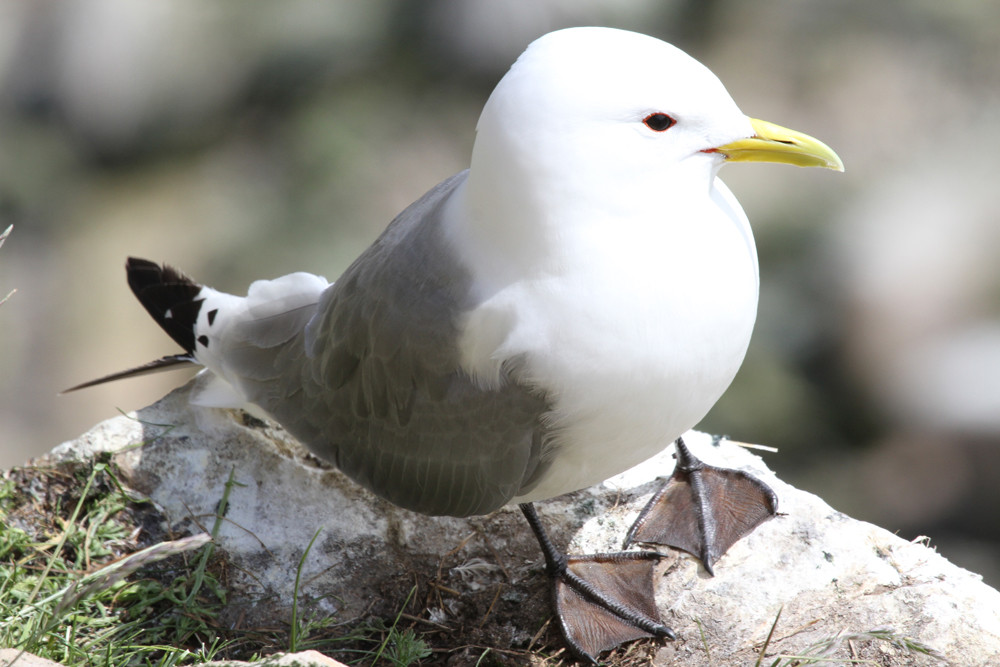 Dreizehenmöwe, Black-legged Kittiwake (Rissa tridactyla)