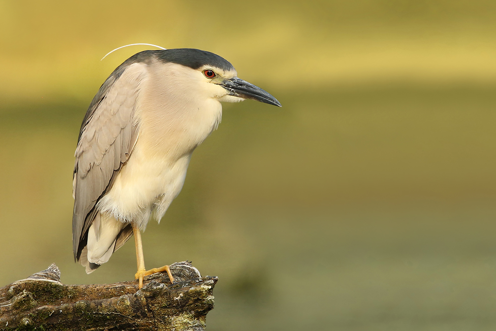 Nachtreiher (Nycticorax nycticorax)