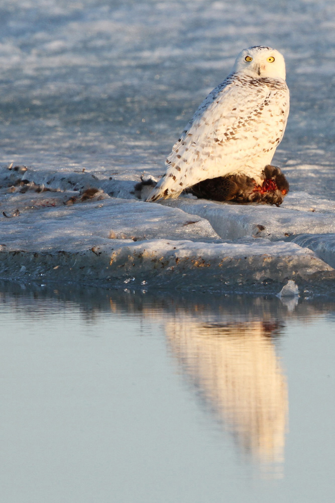 Schnee-Eule, Snowy Owl (Bubo scandiacus)