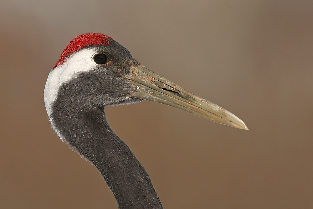 Mandschurenkranich (Grus japonensis)