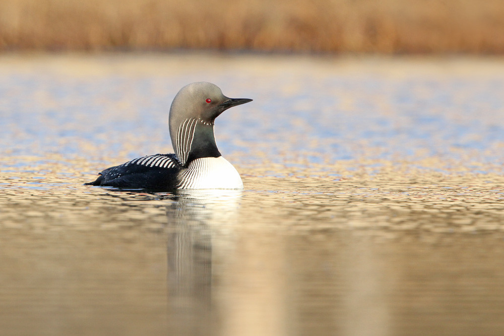 Pazifiktaucher, Pacific Loon or Pacific Diver (Gavia pacifica)