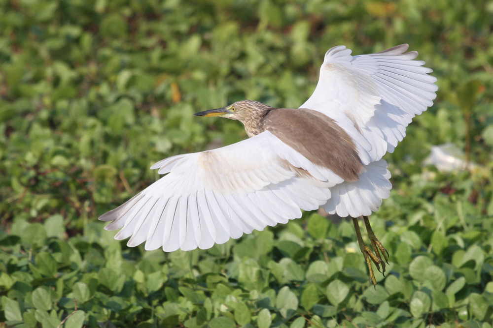 Paddyreiher, Indian Pond Heron (Ardeola grayii) / Negombo