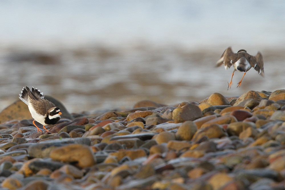 Sandregenpfeifer, Common Ringed Plover (Charadrius hiaticula)