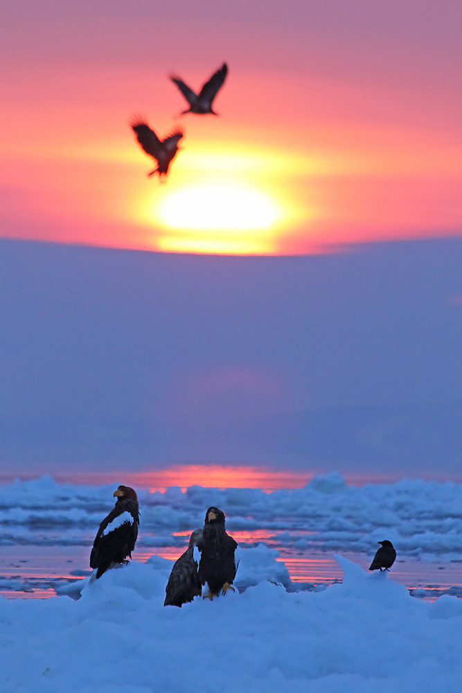 Riesenseeadler (Haliaeetus pelagicus)