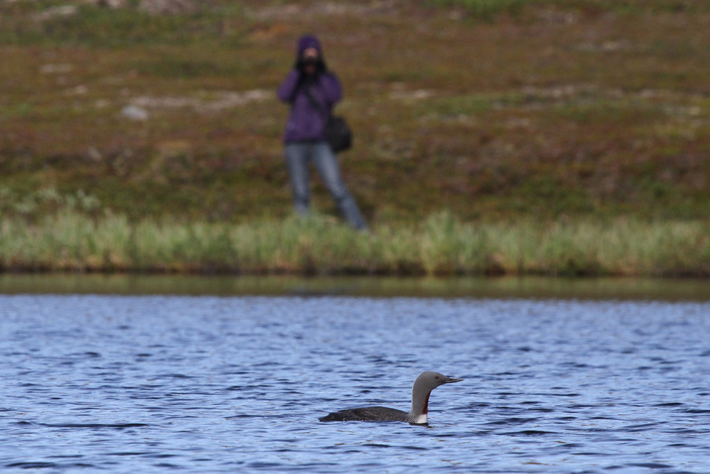 Bei einem Sterntaucherpaar in Syltefjord - Varanger 2011