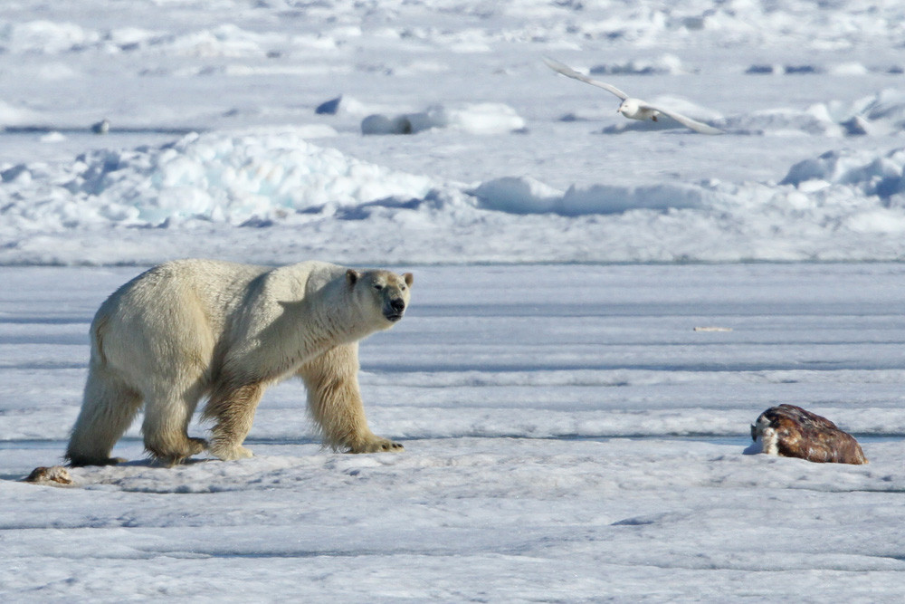 Eisbär, Polar Bear (Ursus maritimus)